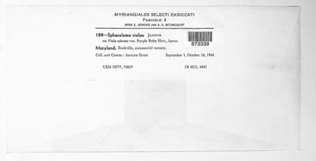 Elsinoe violae image